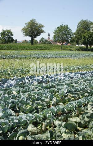 Brassica oleracea, cabbage Stock Photo