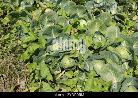 Brassica oleracea, cabbage Stock Photo