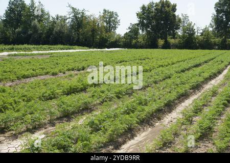 Daucus carota, carot Stock Photo