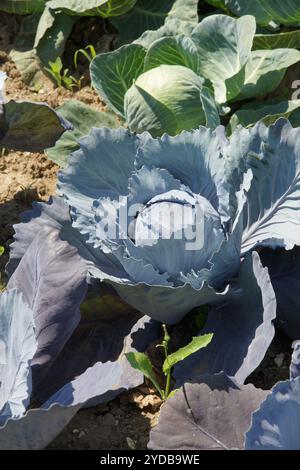 Brassica oleracea, cabbage Stock Photo