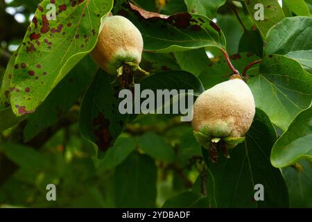 Quinces Stock Photo