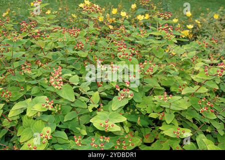 Hypericum androsaemum, shrubby St. Johns wort Stock Photo