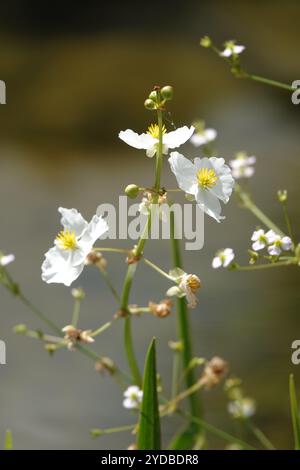 Sagittaria sagittifolia, Arrowhead Stock Photo