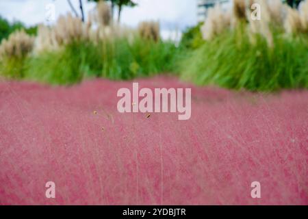 Ulsan, South Korea - October 5th, 2024: A delicate close-up of pink muhly grass in full bloom, with small yellow flowers sprouting, contrasted by gree Stock Photo