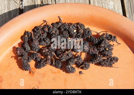 Morus nigra, black mulberry, dried Stock Photo