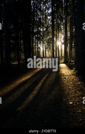 Golden sunlight filters through tall trees in early morning Stock Photo