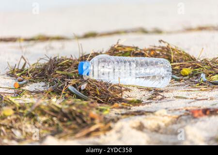 Plastic bottle with cap washed up on beach mixed with seaweed Stock Photo