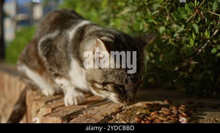 Cat eating outdoors on a stone bench in a city park surrounded by green foliage on a sunny day Stock Photo