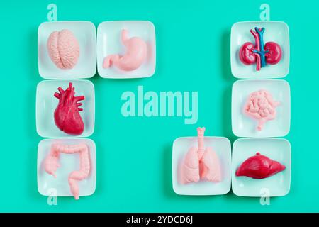 Plastic model of liver on white background Stock Photo - Alamy