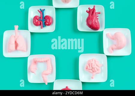 Colorful anatomical models of human organs displayed on white plates against vibrant turquoise background for educational purposes. Stock Photo