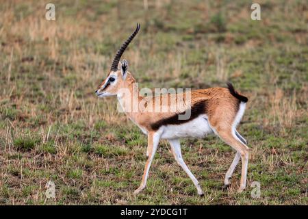 Thomson's gazelle (Eudorcas thomsonii) is one of the best known species of gazelles. It is named after explorer Joseph Thomson Stock Photo