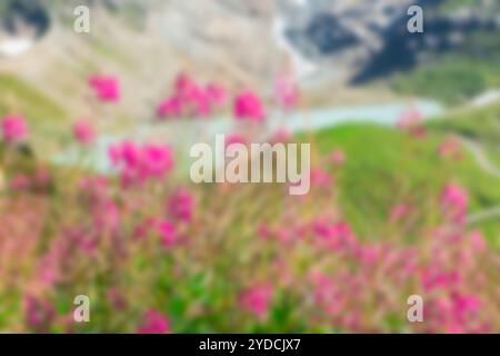 Aplen lake in summer view with wild pink flowers on the foreground. Defocused blur shot Stock Photo