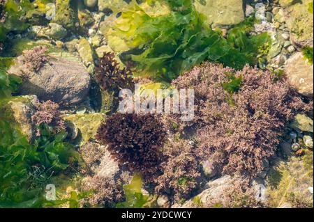 Marine algae growing in intertidal rockpool on Worms head causeway, Gower, Wales, UK Stock Photo