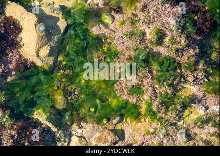 Marine algae growing in intertidal rockpool on Worms head causeway, Gower, Wales, UK Stock Photo