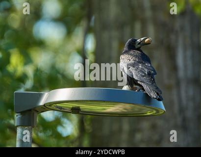 A crow holding an walnut in its beak, standing on a lamp post in a park Stock Photo