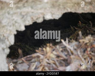 Desert Woodrat (Neotoma lepida) Stock Photo