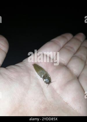 Fire Click Beetles (Pyrophorus Stock Photo - Alamy