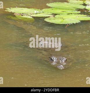 West African Crocodile (Crocodylus suchus) Stock Photo