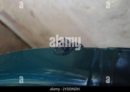Superb Jumping Spider (Sandalodes superbus) Stock Photo