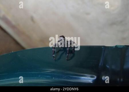 Superb Jumping Spider (Sandalodes superbus) Stock Photo