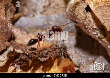 Slender Ant-mimic Jumping Spider (Synemosyna formica) Stock Photo