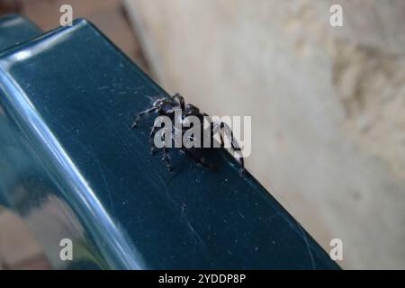 Superb Jumping Spider (Sandalodes superbus) Stock Photo