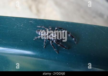 Superb Jumping Spider (Sandalodes superbus) Stock Photo