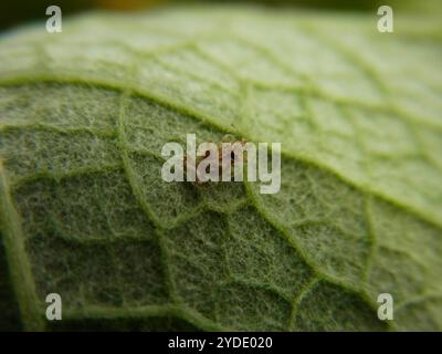 Chrysanthemum Lace Bug (Corythucha marmorata) Stock Photo