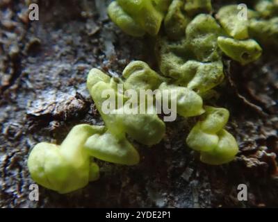 Flat-leaved Scalewort (Radula complanata) Stock Photo