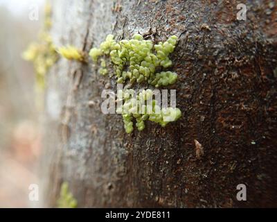 Flat-leaved Scalewort (Radula complanata) Stock Photo