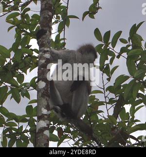 White-thighed Surili (Presbytis siamensis Stock Photo - Alamy