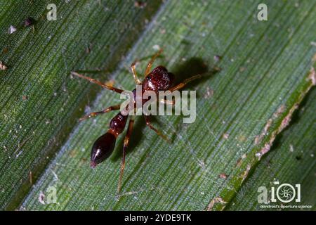 Slender Ant-mimic Jumping Spider (Synemosyna formica) Stock Photo