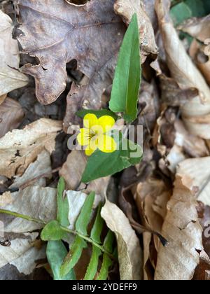 Halberd-leaved violet (Viola hastata) Stock Photo