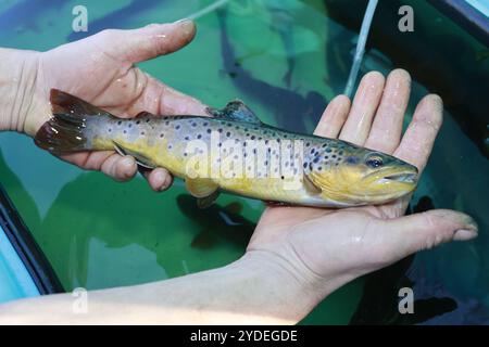 26 October 2024, Saxony-Anhalt, Harz: View of a Harz brown trout. Helpers from the Oberharz fishing club are out and about with electric fishing gear and landing nets in the Kalte Bode in Königshütte, fishing for Harz brown trout in a section of the river. Trout are fished here for genetic conservation in the Harz Mountains. After spawning, the fertilized eggs are incubated in an experimental facility at the Georg August University in Göttingen. The project was initiated by the Verein zum Schutz der aquatischen Biodiversität und Kulturlandschaften e.V. (SaBiKu) and financed by the HIT Umwelt- Stock Photo