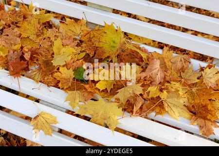 26 October 2024, Saxony-Anhalt, Königshütte: Autumn leaves lie on a park bench in the Harz village of Königshütte. Photo: Matthias Bein/dpa Stock Photo