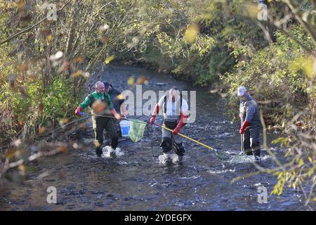 26 October 2024, Saxony-Anhalt, Königshütte: Helpers from the Oberharz fishing club stand with electric fishing gear and landing nets in the Kalte Bode in Königshütte. Trout are fished here for genetic conservation in the Harz Mountains. After spawning, the fertilized eggs are incubated in an experimental facility at the Georg August University in Göttingen. The project was initiated by the Verein zum Schutz der aquatischen Biodiversität und Kulturlandschaften e.V. (SaBiKu) and financed by the HIT Umwelt- und Naturschutz Stiftung. The brown trout is classified as endangered. Scientists assume Stock Photo