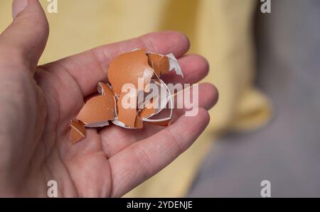 Broken egg shells in the hand ,Recycling kitchen waste, Crushed egg shells for the compost and garden. Stock Photo