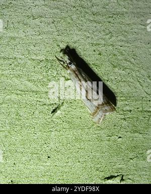 Elegant Grass-veneer (Microcrambus elegans) Stock Photo