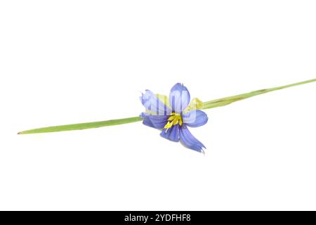 Closeup on blue eyed grass flower sisyrinchium on white background Stock Photo