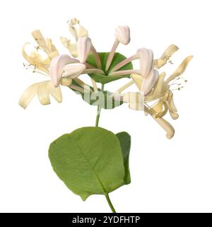 Japanese honeysuckle Lonicera japonica flower on white background Stock Photo