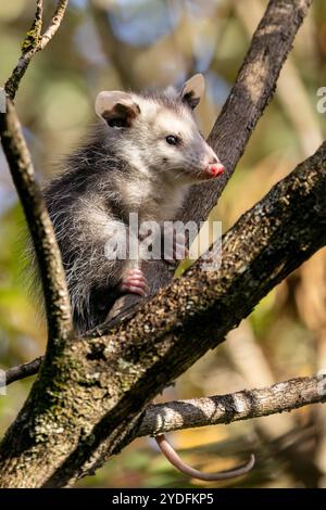 Cute baby Virginia opossum (Didelphis virginiana) in tree - Pisgah National Forest, near Brevard, North Carolina, USA Stock Photo