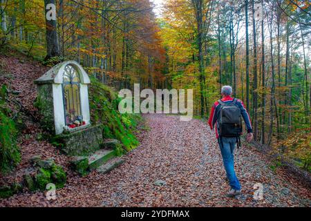 Hiker walking in the forest in autumn Stock Photo