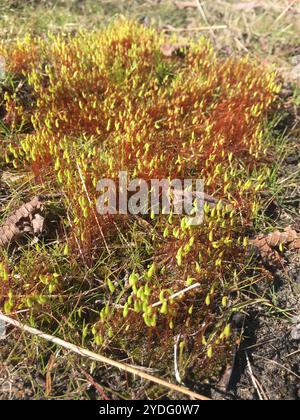 Capillary Thread-moss (Ptychostomum capillare Stock Photo - Alamy