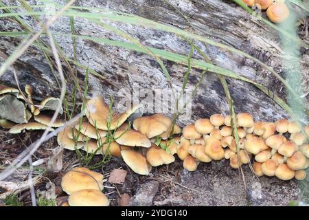 small mushrooms have grown on a tree trunk in the forest Stock Photo