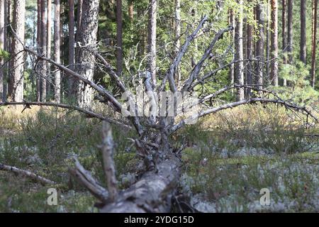 withered tree trunk with branches lying on the ground in the forest Stock Photo