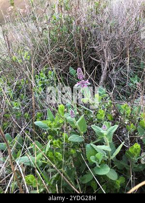 California Hedge Nettle (Stachys bullata) Stock Photo