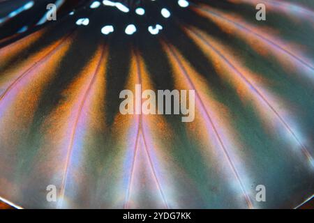Detail of the fin rays of a Zebra lionfish, Dendrochirus zebra, on a coral reef in Indonesia. These beautiful, nocturnal lionfish are venomous. Stock Photo