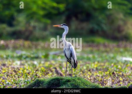 Graceful Grey Heron in Natural Habitat Stock Photo