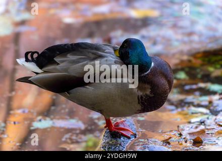 Mallard - wild duck (Anas platyrhynchos), drake rests in the evening on the lake Stock Photo