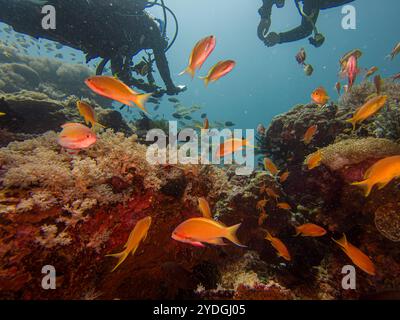 A colorful healthy coral reef with Anthias fish and divers at Puerto Galera, Philippines. These reefs are in the center of the coral triangle and have a unique biodiversity Stock Photo